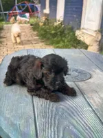 Marissa, a female Shihpoo for sale in West Alexandria, OH – 3 of 3