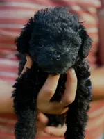 Molly, a female Shihpoo for sale in West Alexandria, OH – 2 of 4