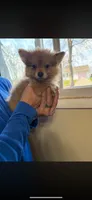 Demi, a female Pomeranian for sale in West Alexandria, OH – 3 of 6