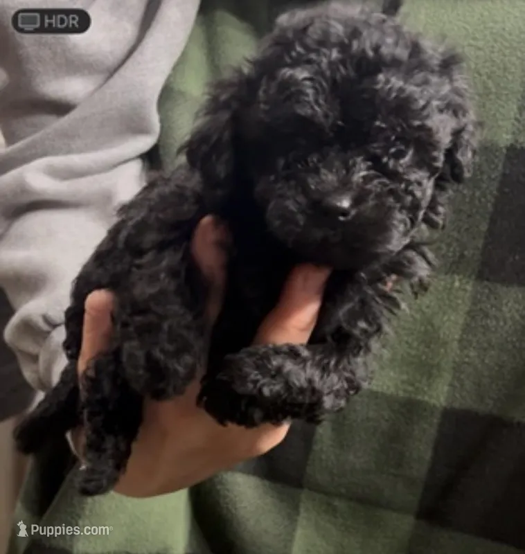Gracie – Shihpoo puppy for sale in West Alexandria, OH