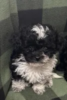 Tiny Max, a male Shihpoo for sale in West Alexandria, OH – Photo 3 of 3