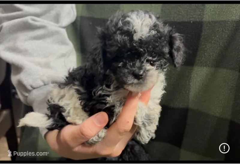 Max – Shihpoo puppy for sale in West Alexandria, OH