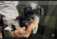 Tiny Max, a male Shihpoo for sale in West Alexandria, OH – Photo 1 of 3