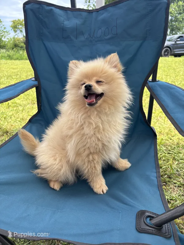 Mini Knox – Pomeranian puppy for sale in West Alexandria, OH