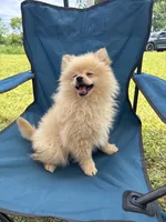 Tiny Knox, a male Pomeranian for sale in West Alexandria, OH – 5 of 6