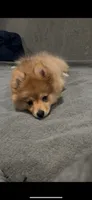 Demi, a female Pomeranian for sale in West Alexandria, OH – 5 of 6