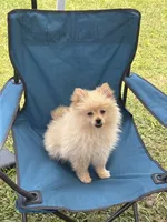 Tiny Knox, a male Pomeranian for sale in West Alexandria, OH – 4 of 6