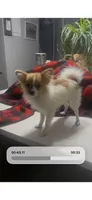 Teeny 2 lb Emma , a female Pomeranian for sale in West Alexandria, OH – 3 of 8