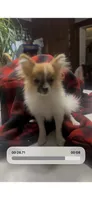 Teeny 2 lb Emma , a female Pomeranian for sale in West Alexandria, OH – 5 of 8