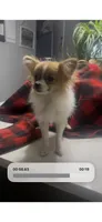 Teeny 2 lb Emma , a female Pomeranian for sale in West Alexandria, OH – 6 of 8