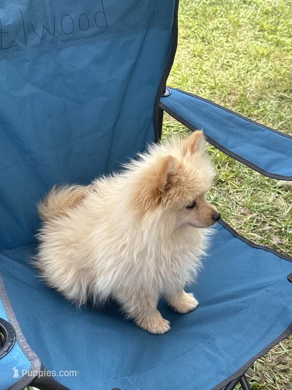 Tiny Knox – Pomeranian puppy for sale in West Alexandria, OH