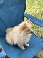 Tiny Knox, a male Pomeranian for sale in West Alexandria, OH – 1 of 6
