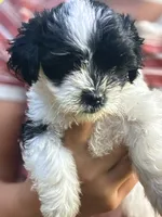 Macy, a female Shihpoo for sale in West Alexandria, OH – 4 of 5