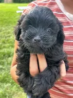 Maxx, a male Shihpoo for sale in West Alexandria, OH – 4 of 4