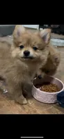 Demi, a female Pomeranian for sale in West Alexandria, OH – 6 of 6