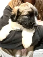 processed/a911c642-5321-4796-a1ad-536f0a4f3191/listing/99db7d36-65e1-49ee-84ad-e25f5107581f/6691de0f-6f09-4319-8ac6-2ed7b0fb52d5