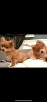 Demi, a female Pomeranian for sale in West Alexandria, OH – 2 of 6