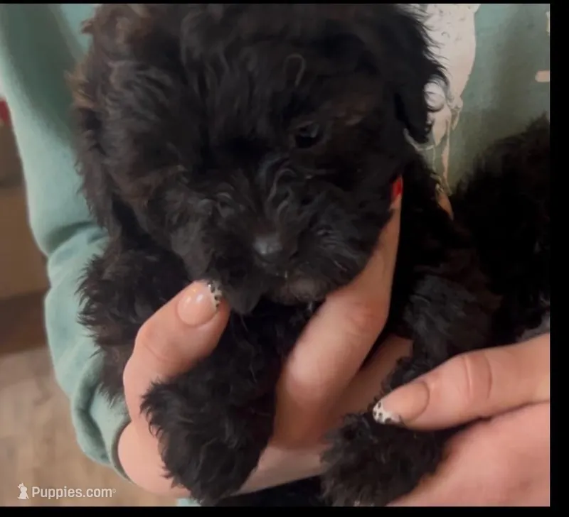 Luna – Shihpoo puppy for sale in West Alexandria, OH