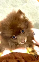 Tiny Tiny Milo, a male Pomeranian for sale in West Alexandria, OH – 2 of 3