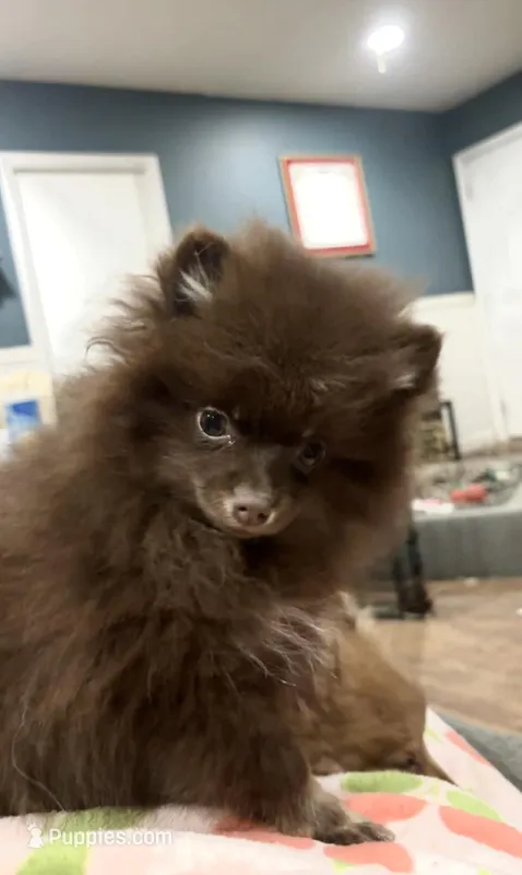 Tiny Tiny Milo – Pomeranian puppy for sale in West Alexandria, OH