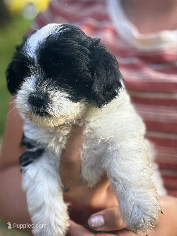Macy – Shihpoo puppy for sale in West Alexandria, OH