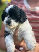 Macy, a female Shihpoo for sale in West Alexandria, OH – 1 of 5