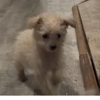 Toby, a male Shihpoo for sale in West Alexandria, OH – Photo 3 of 3