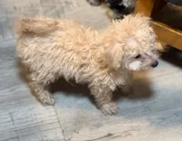 Toby, a male Shihpoo for sale in West Alexandria, OH – Photo 1 of 3