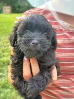 Marissa, a female Shihpoo for sale in West Alexandria, OH – 2 of 3