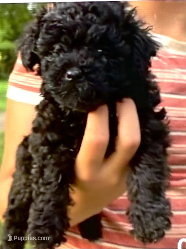 Molly – Shihpoo puppy for sale in West Alexandria, OH