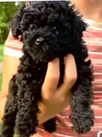 Molly, a female Shihpoo for sale in West Alexandria, OH – 1 of 4