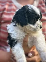 Macy, a female Shihpoo for sale in West Alexandria, OH – 2 of 5