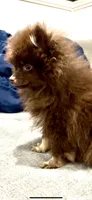 Tiny Tiny Milo, a male Pomeranian for sale in West Alexandria, OH – 3 of 3