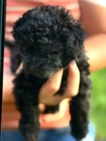 Molly, a female Shihpoo for sale in West Alexandria, OH – 3 of 4