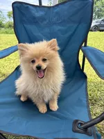 Tiny Knox, a male Pomeranian for sale in West Alexandria, OH – 6 of 6