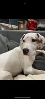 Lotti, a female English Setter for sale in West Alexandria, OH – 3 of 3