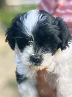 Macy, a female Shihpoo for sale in West Alexandria, OH – 3 of 5