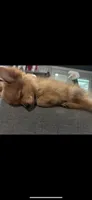 Demi, a female Pomeranian for sale in West Alexandria, OH – 4 of 6
