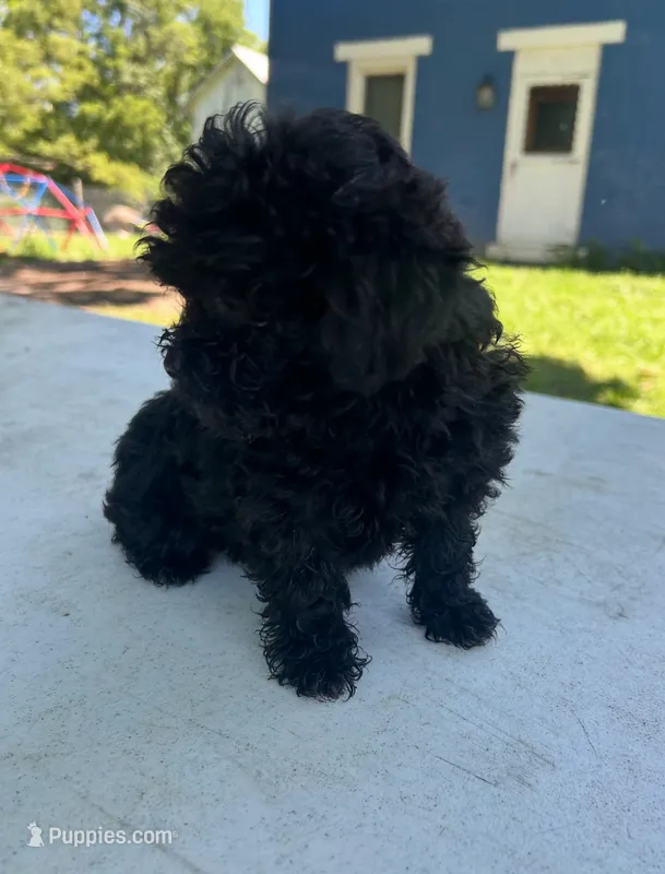 Marissa – Shihpoo puppy for sale in West Alexandria, OH