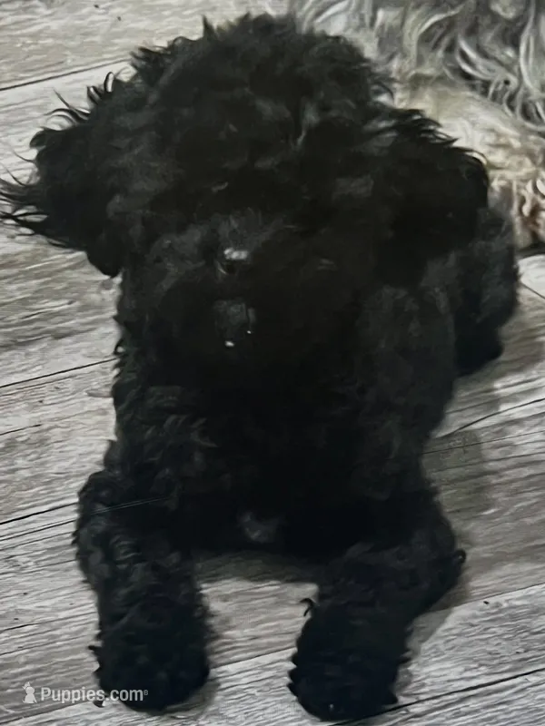 Boomer – Poodle - Toy  puppy for sale in West Alexandria, OH