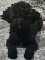 Boomer, a male Poodle - Toy  for sale in West Alexandria, OH – 1 of 1