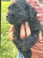 Maxx, a male Shihpoo for sale in West Alexandria, OH – 2 of 4