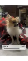 Teeny 2 lb Emma , a female Pomeranian for sale in West Alexandria, OH – 8 of 8