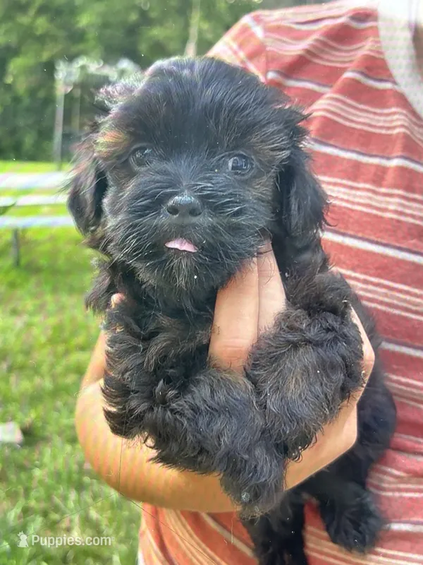 Marissa – Shihpoo puppy for sale in West Alexandria, OH