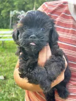 Marissa, a female Shihpoo for sale in West Alexandria, OH – 1 of 3