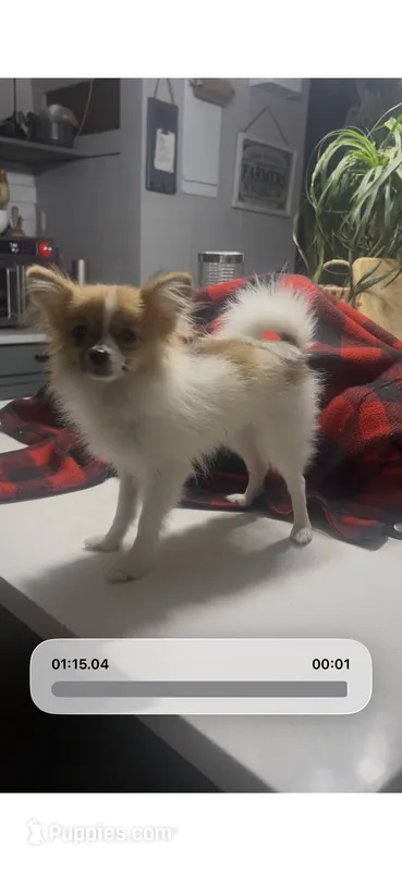 Teeny 2 lb Emma  – Pomeranian puppy for sale in West Alexandria, OH