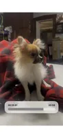 Teeny 2 lb Emma , a female Pomeranian for sale in West Alexandria, OH – 2 of 8