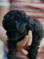 Molly, a female Shihpoo for sale in West Alexandria, OH – 4 of 4