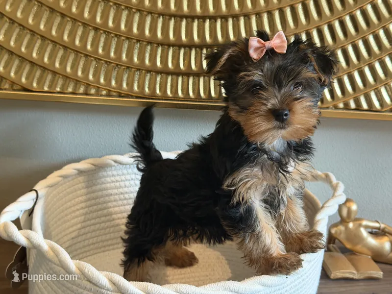 June  – Yorkshire Terrier puppy for sale in Madison, WI
