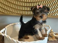 June , a female Yorkshire Terrier for sale in Madison, WI – 1 of 3